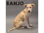 Adopt Banjo a Great Pyrenees, Anatolian Shepherd