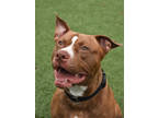 Adopt Bishop a Pit Bull Terrier, Mixed Breed