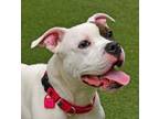 Adopt Rory a Pit Bull Terrier, Mixed Breed