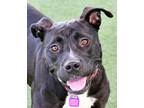 Adopt Dip a American Staffordshire Terrier, Mixed Breed