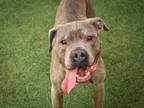 Adopt Gage a Pit Bull Terrier, Mixed Breed