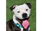 Adopt Mack a Pit Bull Terrier, Mixed Breed