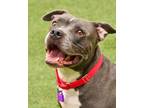Adopt Spanky 22D a Pit Bull Terrier, Mixed Breed