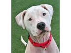 Adopt Wrinkles a Pit Bull Terrier, Mixed Breed