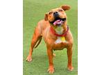 Adopt Zuri a Pit Bull Terrier, Mixed Breed