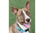 Adopt Romper a Cattle Dog, Mixed Breed