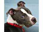 Adopt Herby a Pit Bull Terrier, Mixed Breed