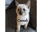 Adopt Cannoli a Siamese