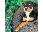 Adopt Ferdinand a Doberman Pinscher, Australian Cattle Dog / Blue Heeler