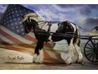 Gypsy Vanner Kid Safe Ride and Drive