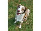 Adopt Rosie (bonded To Teddie) a Australian Shepherd / Border Collie / Mixed dog