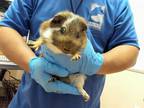 Adopt ADONIS a Brown or Chocolate Guinea Pig / Mixed small animal in Martinez