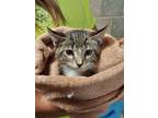 Adopt Dipsy Doodle a Brown or Chocolate Domestic Shorthair / Domestic Shorthair