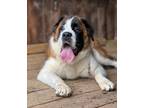 Adopt Loki a Tricolor (Tan/Brown & Black & White) St. Bernard / Mixed dog in