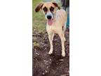 Adopt Luna a White - with Tan, Yellow or Fawn Great Dane / Great Pyrenees /