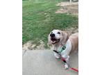 Adopt Taro a Beagle / Mixed Breed (Medium) / Mixed dog in Ocala, FL (35570290)
