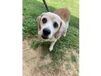 Adopt Taba a Beagle / Mixed Breed (Medium) / Mixed dog in Ocala, FL (35570289)