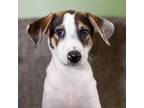 Adopt Maverick a White - with Tan, Yellow or Fawn Beagle / Shepherd (Unknown