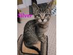 Adopt Silver a Brown Tabby Domestic Shorthair (short coat) cat in Shakespeare