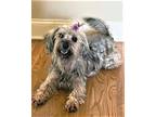 Adopt YVETTE a Black - with Gray or Silver Silky Terrier / Mixed dog in Andover