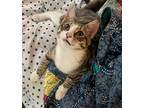 Adopt Mottsy a Brown Tabby Domestic Shorthair (short coat) cat in Stamford