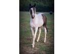 Grey Gaited Spotted Saddle Horse Filly Breezey For Sale