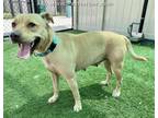 Adopt JITTERBUG a Pit Bull Terrier, Mixed Breed