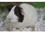 Guinea Pig For Adoption In Walla Walla, Washington