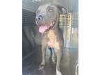 Adopt DOLLYWELL a Pit Bull Terrier