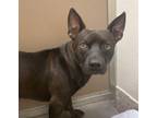 Adopt MIHO* a Pit Bull Terrier, Mixed Breed