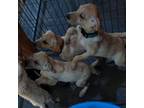 Adopt Puppies a Labrador Retriever