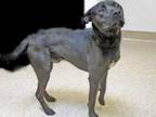 Adopt 654858 a Labrador Retriever, Mixed Breed