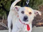 Adopt 654862 a Terrier, Mixed Breed