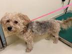 Adopt CHARLIE a Yorkshire Terrier, Mixed Breed
