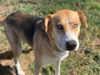 Adopt BLUEBELL A German Shepherd Dog, Treeing Walker Coonhound