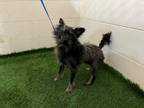 Adopt A1108376 a Fox Terrier, Silky Terrier