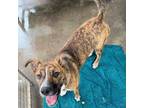 Adopt Grace Kelly a Mixed Breed