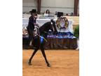 Reg Tennessee Walking horse mare