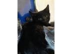 Adopt MONTGOMERY a Domestic Short Hair