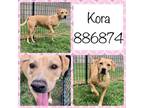 Adopt Kora a Pit Bull Terrier, Hound
