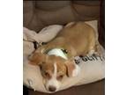 Adopt Dudley a Beagle, Mixed Breed