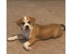 Adopt Dakota a Beagle, Mixed Breed