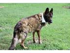 Adopt ZEKE a German Shepherd Dog