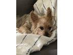 Adopt Oliver ~ a Yorkshire Terrier