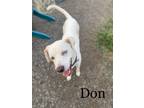 Adopt Don Henley a Labrador Retriever, Terrier