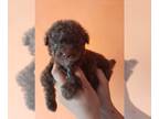 Poodle (Miniature) PUPPY FOR SALE ADN-444427 - Poodle mini Male