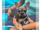 French Bulldog PUPPY FOR SALE ADN-444384 - Adorable European Frenchie
