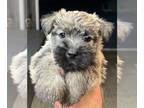 Cairn Terrier PUPPY FOR SALE ADN-443846 - Female Cairn Terrier Available