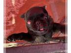 Pug PUPPY FOR SALE ADN-444412 - Mr blacky pug