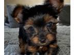 Yorkshire Terrier PUPPY FOR SALE ADN-444350 - Daisy and rose